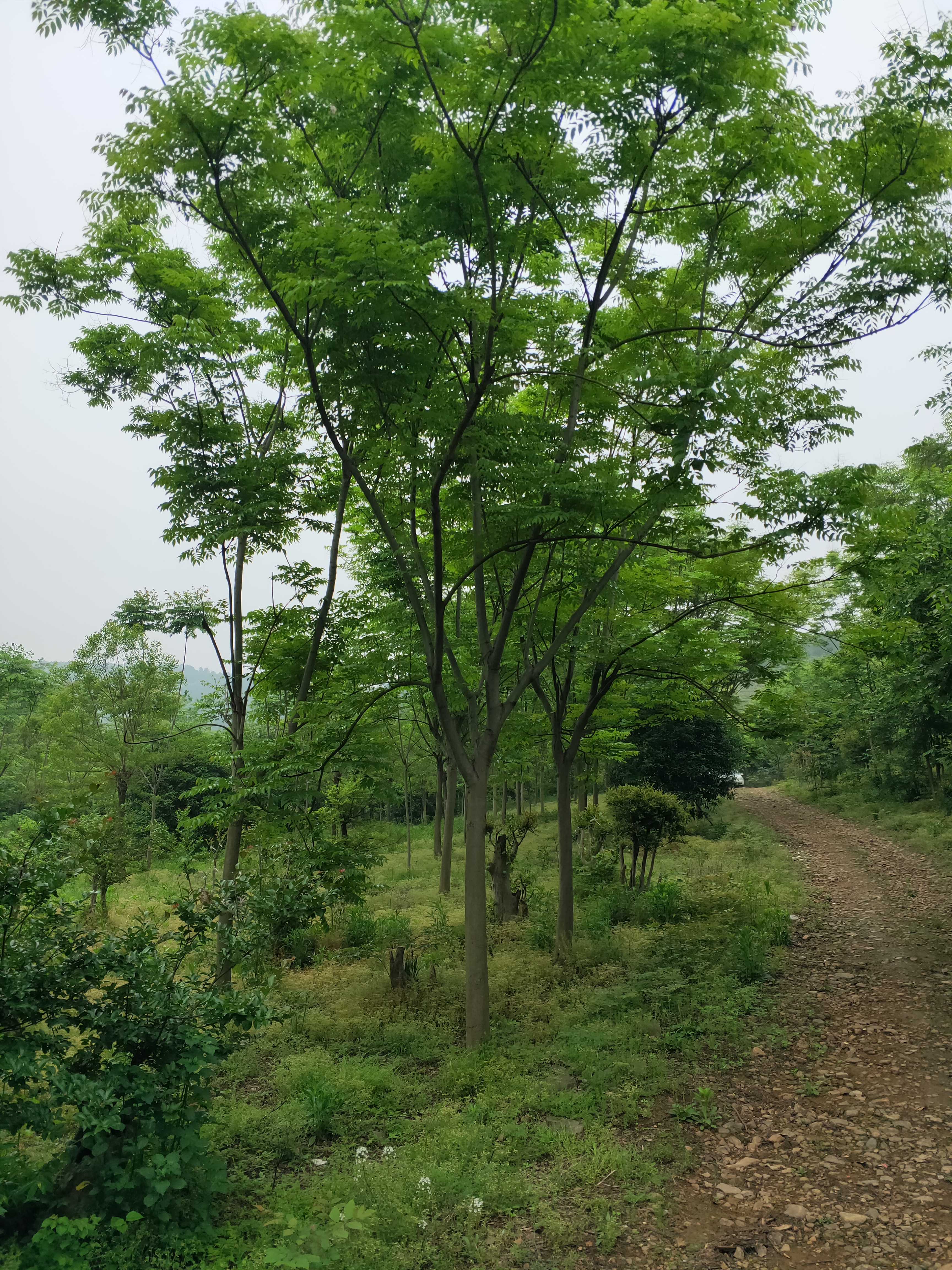 黄山栾树图片