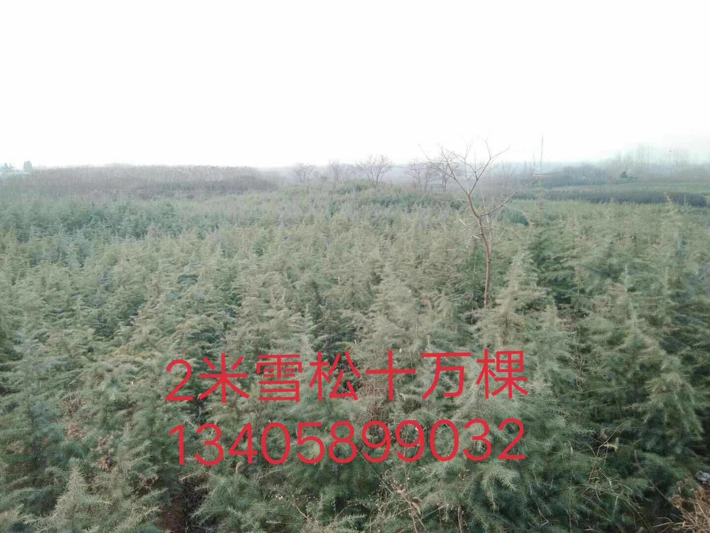 雪松图片