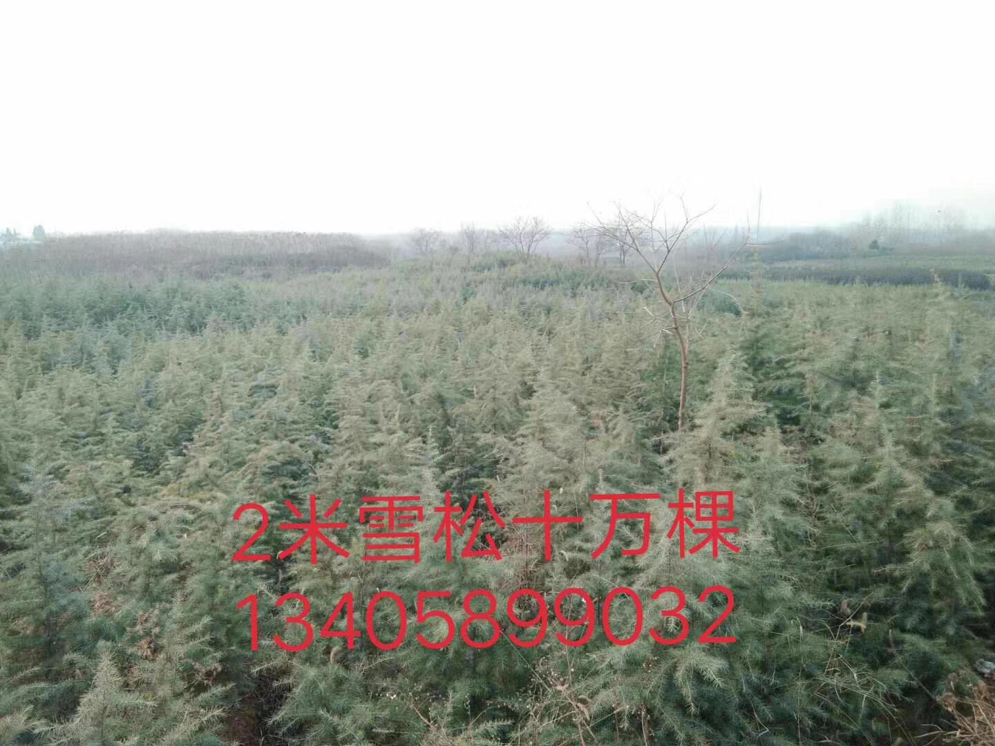 雪松图片