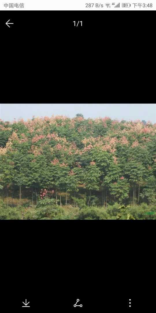 榉树图片