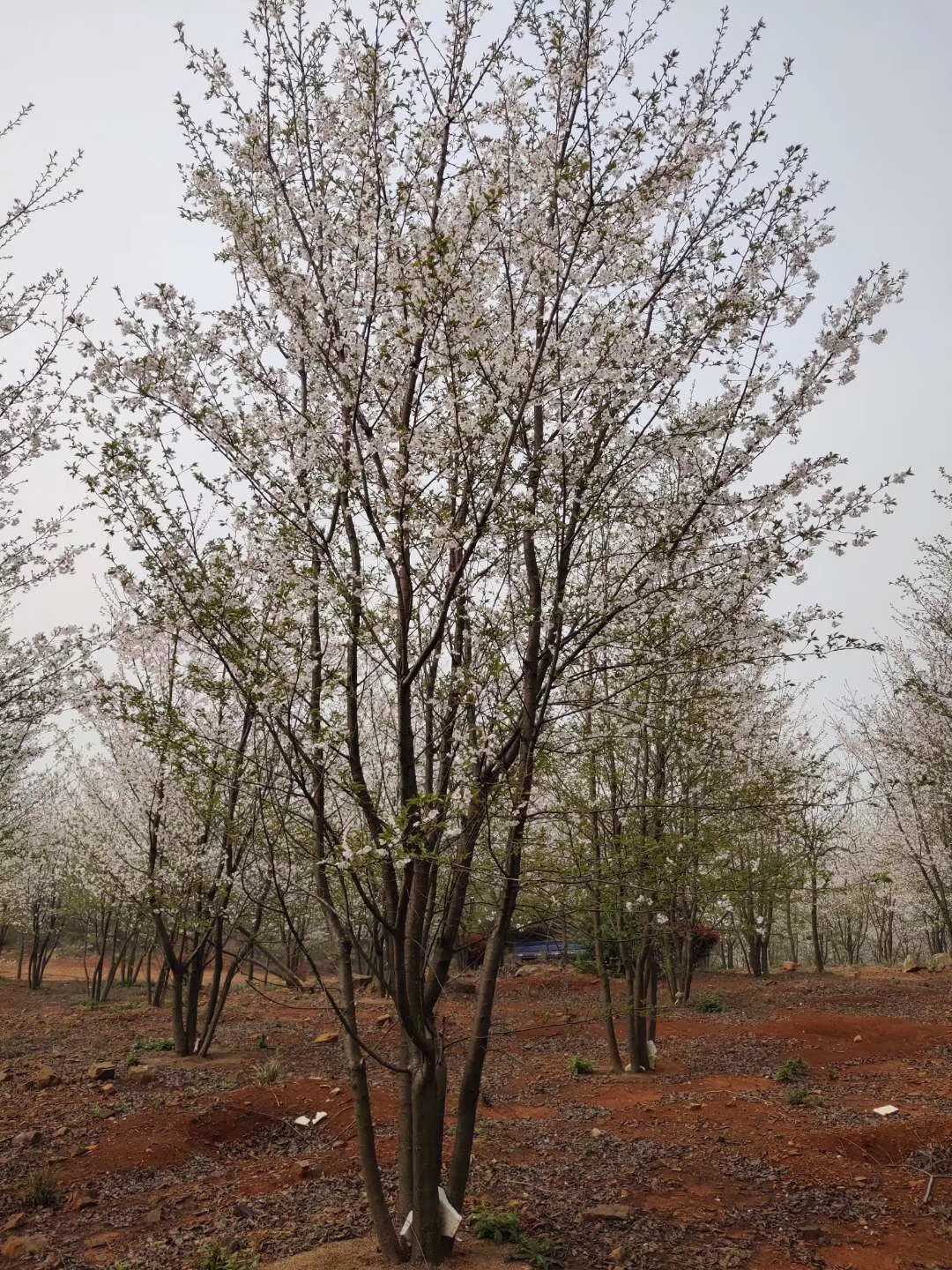 日本樱花（染井吉野樱）图片