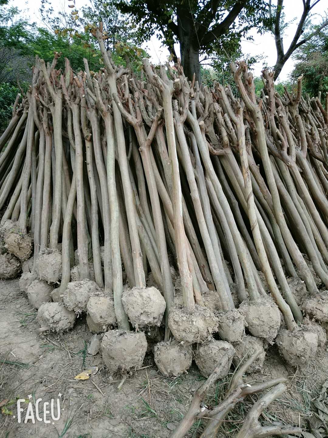 紫薇图片