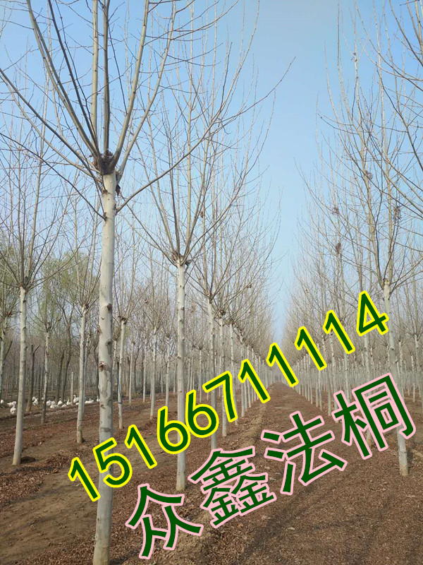 法国梧桐图片