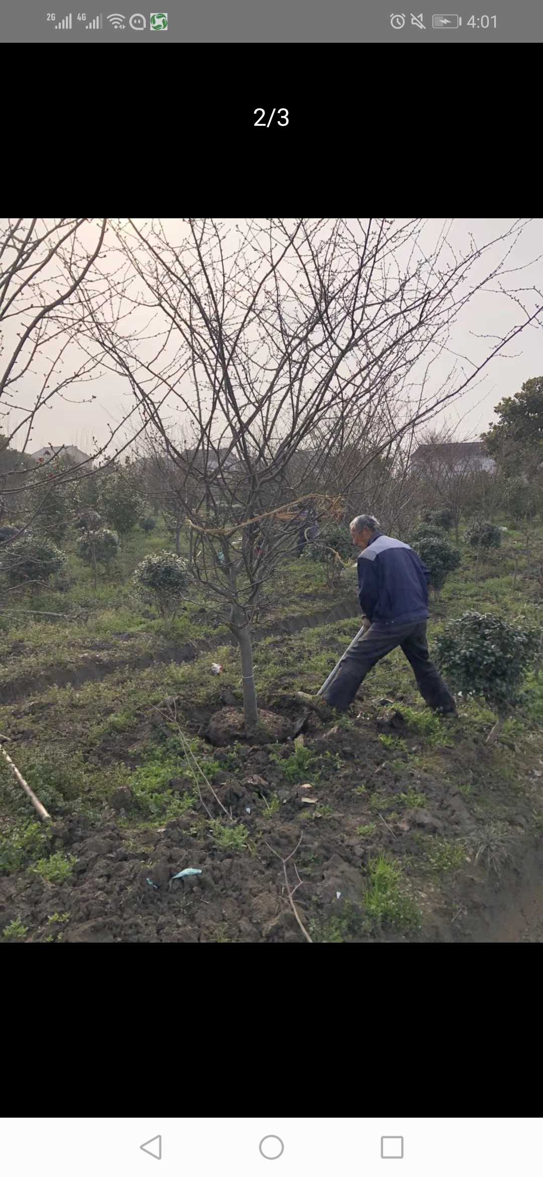 垂丝海棠图片