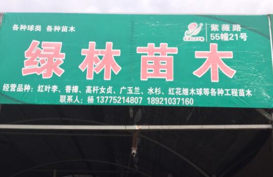绿林苗木图片