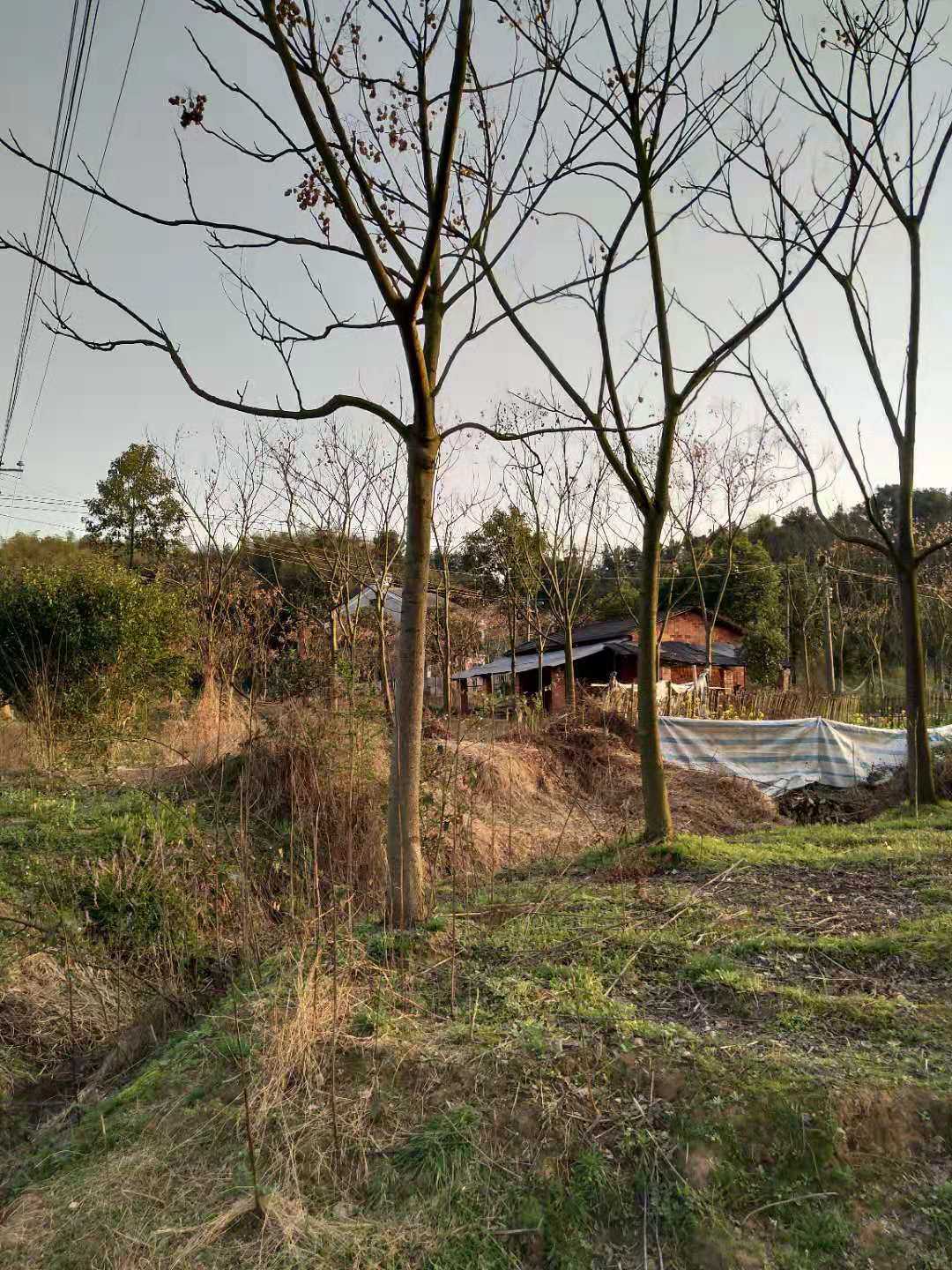 黄山栾树图片