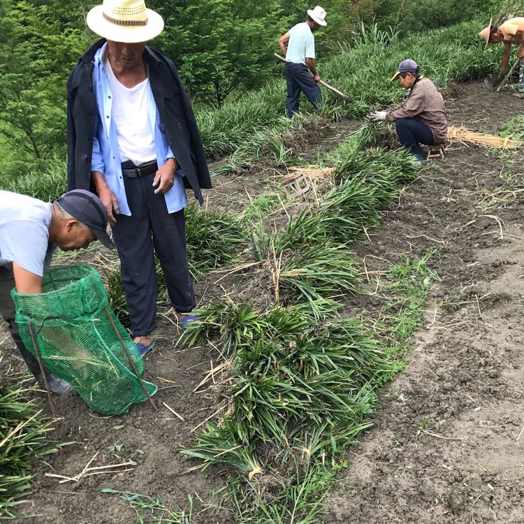 阔叶麦冬图片