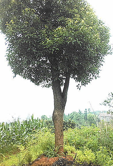香樟图片