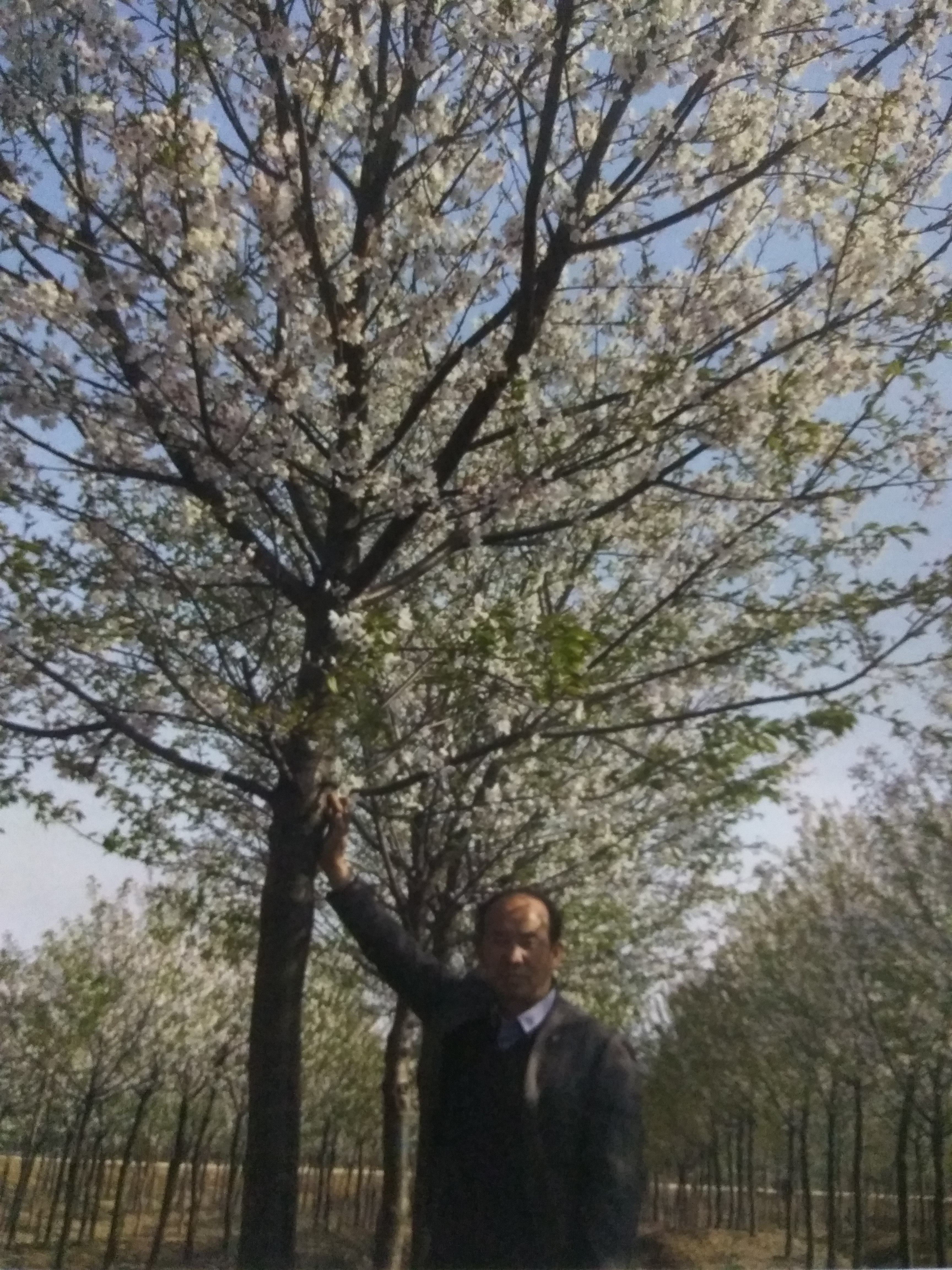 日本樱花（染井吉野樱）图片