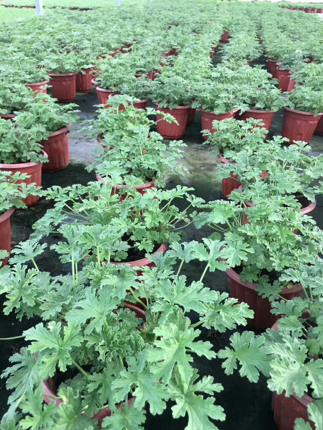 花叶薄荷图片