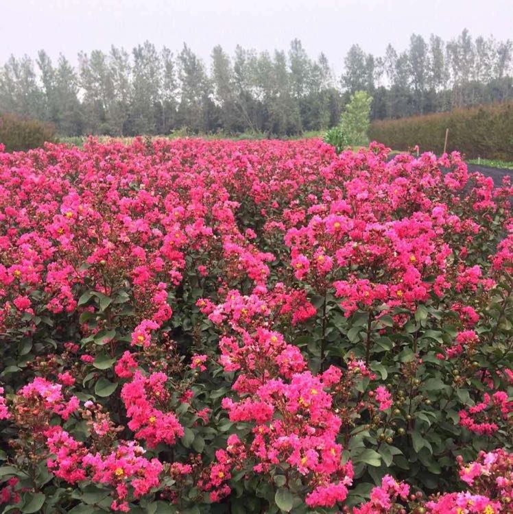 红火箭紫薇图片