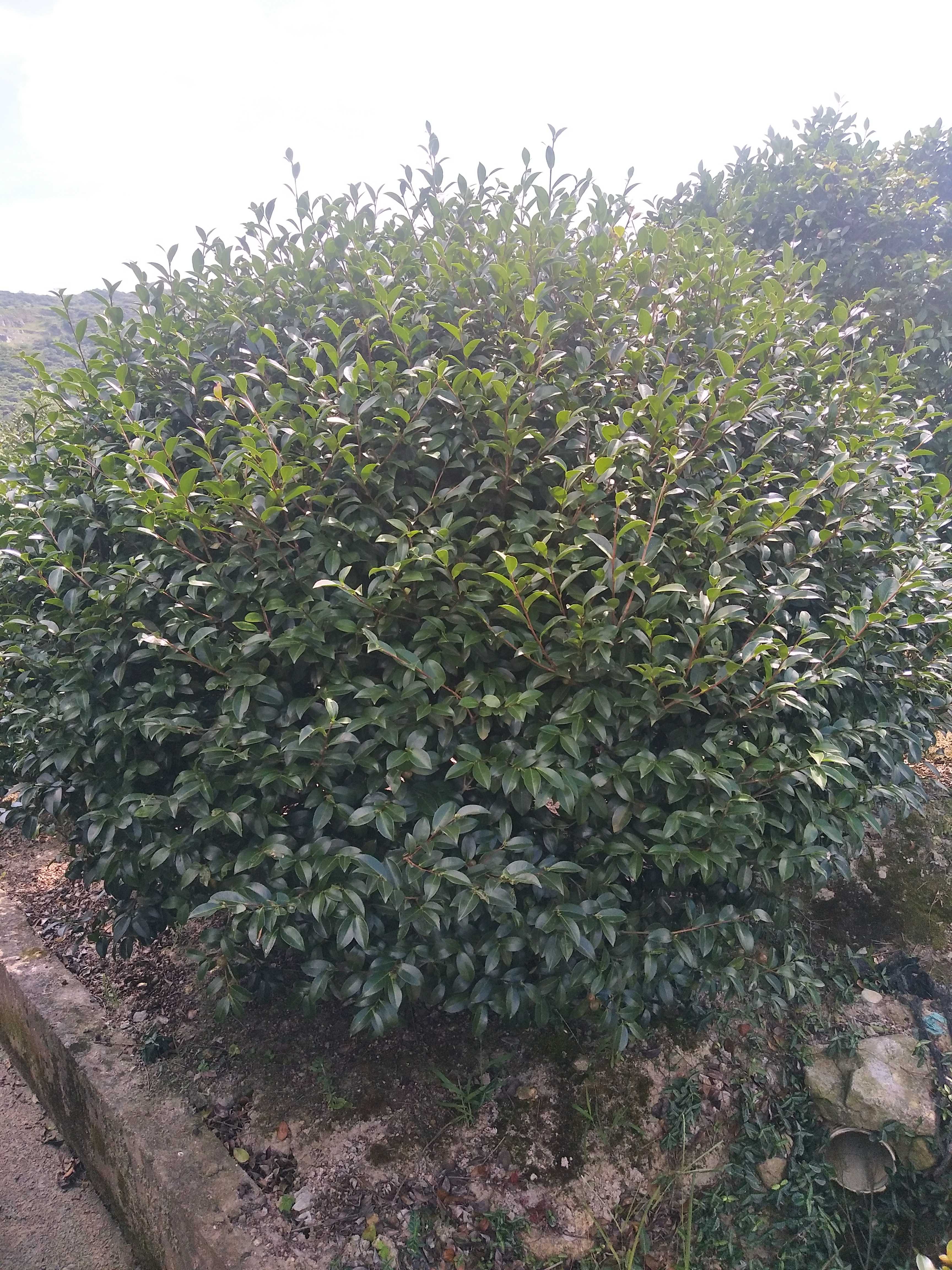茶梅图片