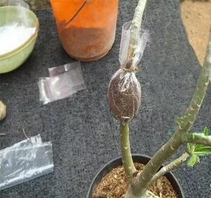 观赏苗木怎么进行分株繁殖和压条繁殖？是除了嫁接、扦插外比较适合的繁殖方式