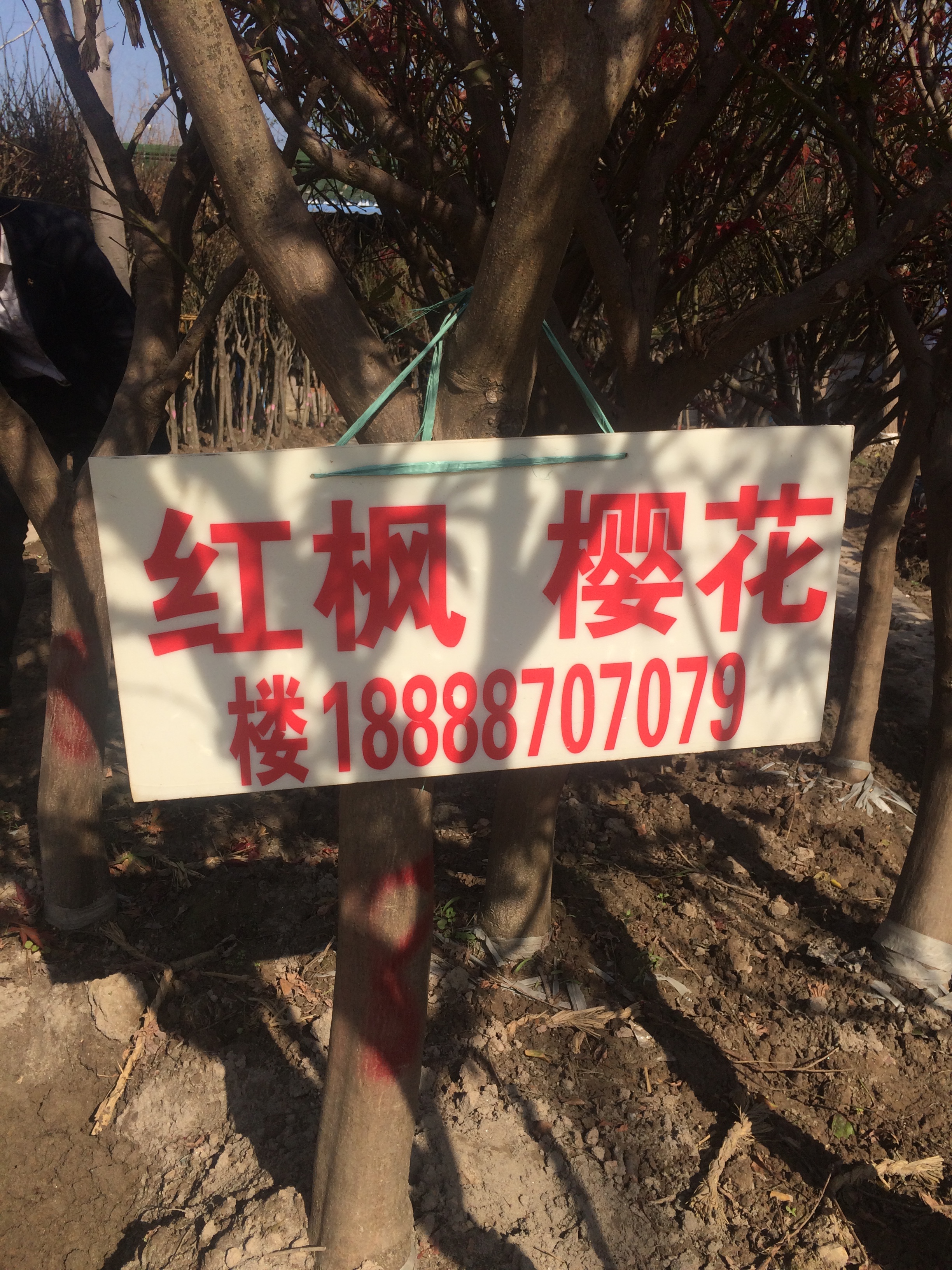 大量供应红枫樱花图片
