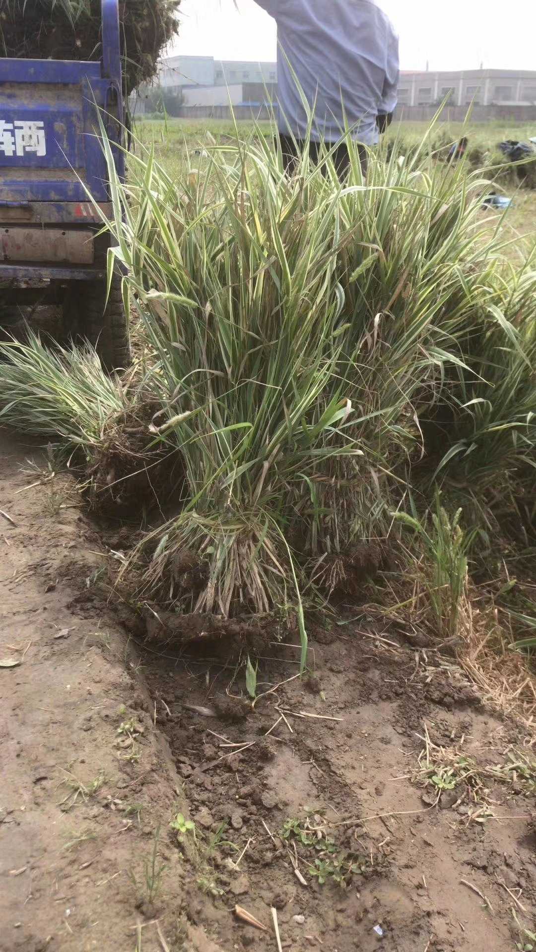 花叶芦竹图片