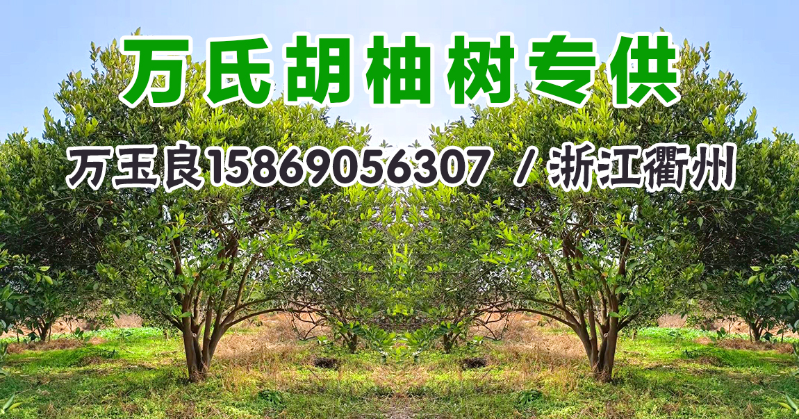 万氏胡柚树专供图片