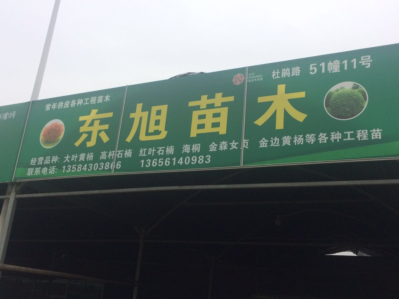 东旭苗木图片