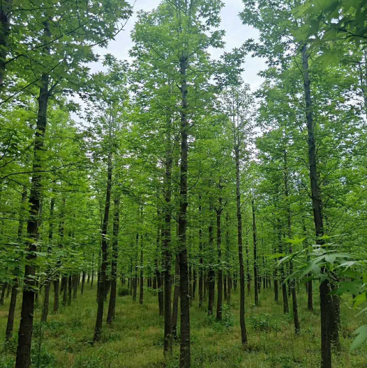 北美枫香图片