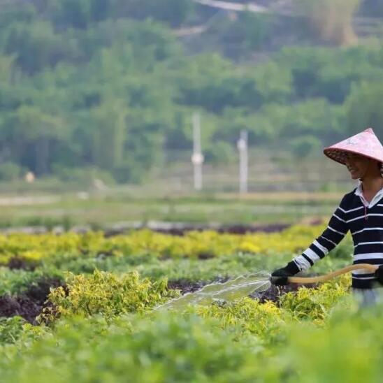 六月主要园林养护工作及标准与园林植物病虫害预测及防治