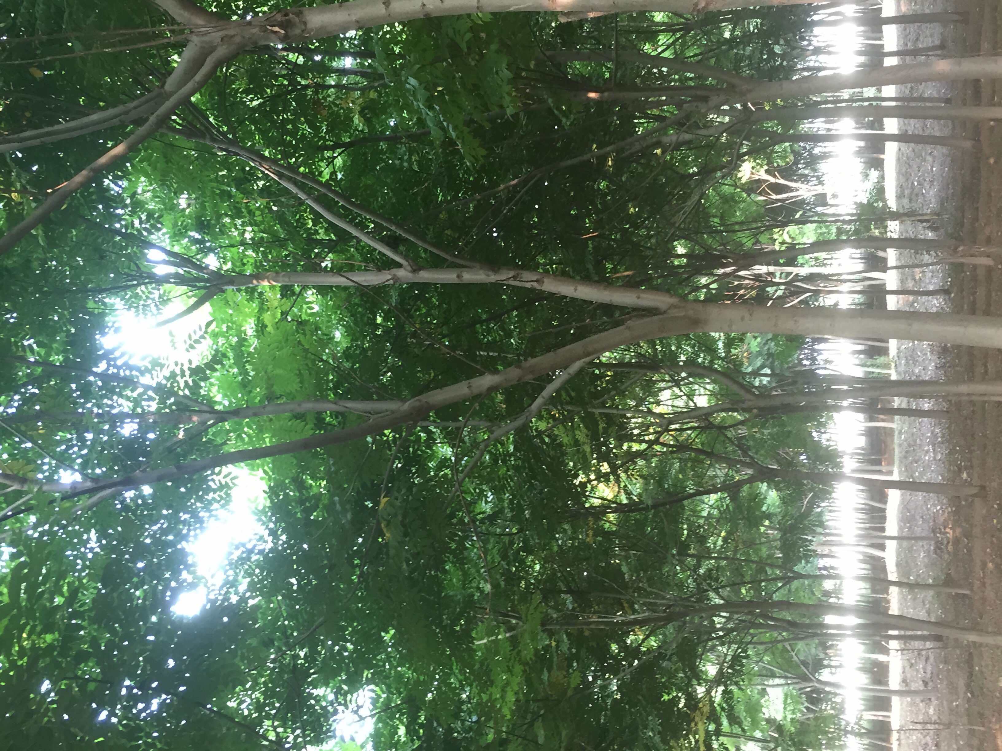 黄山栾树图片