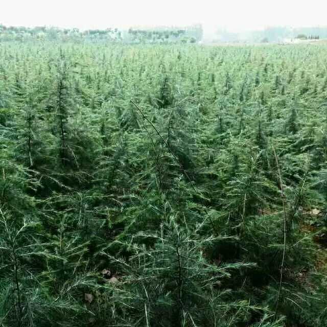 雪松图片