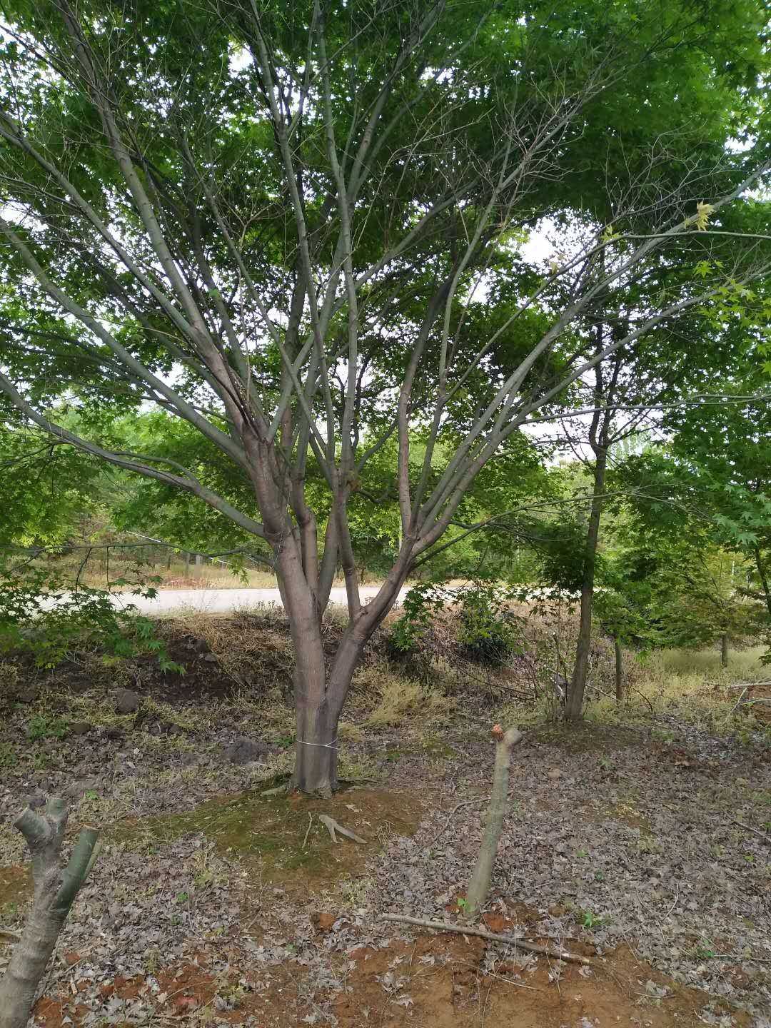 鸡爪槭图片