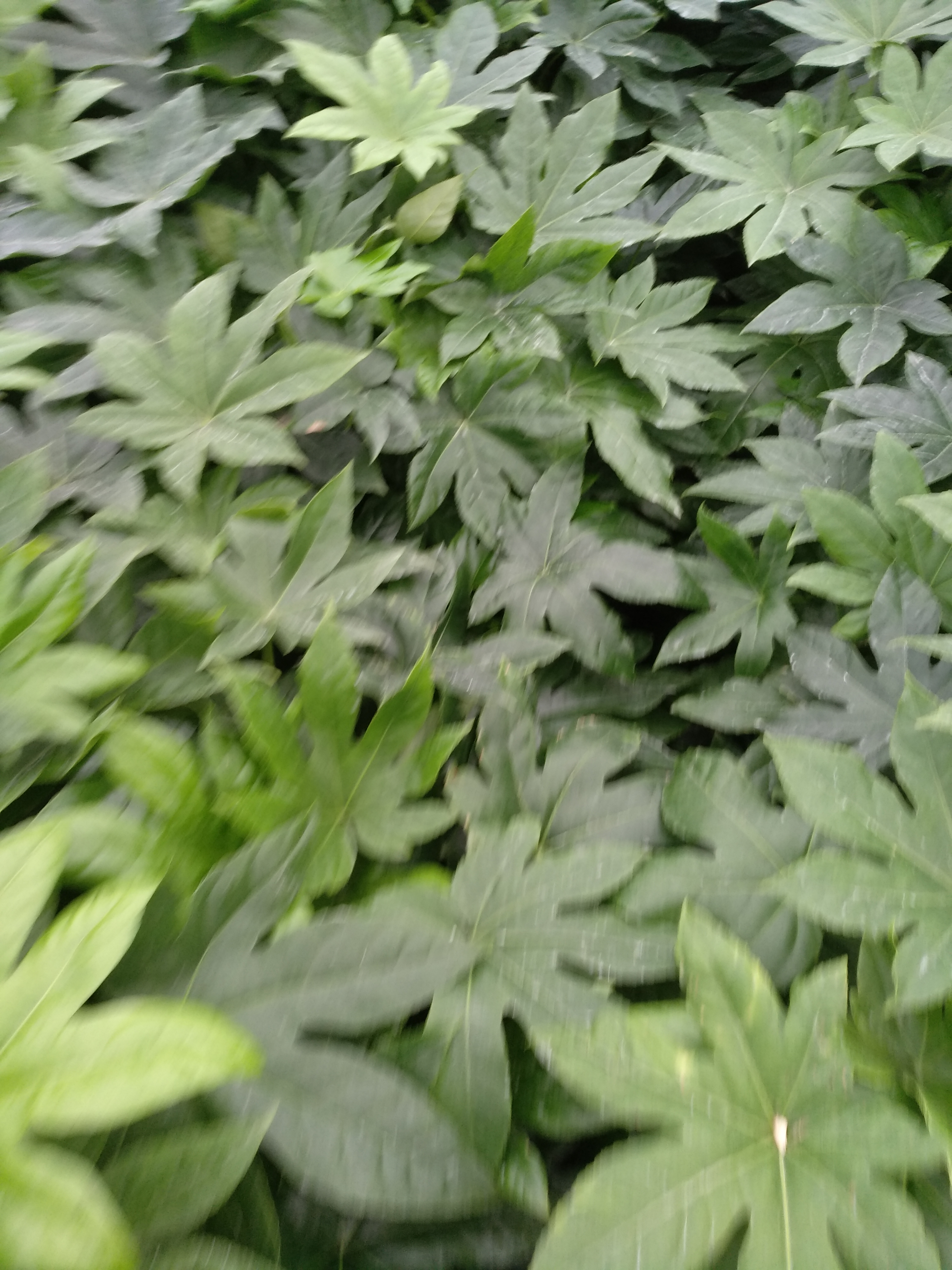 小时周伯生.