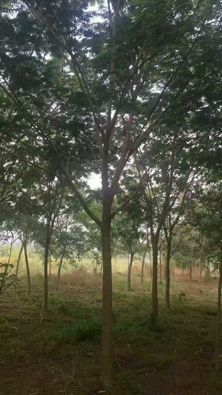 银杏图片