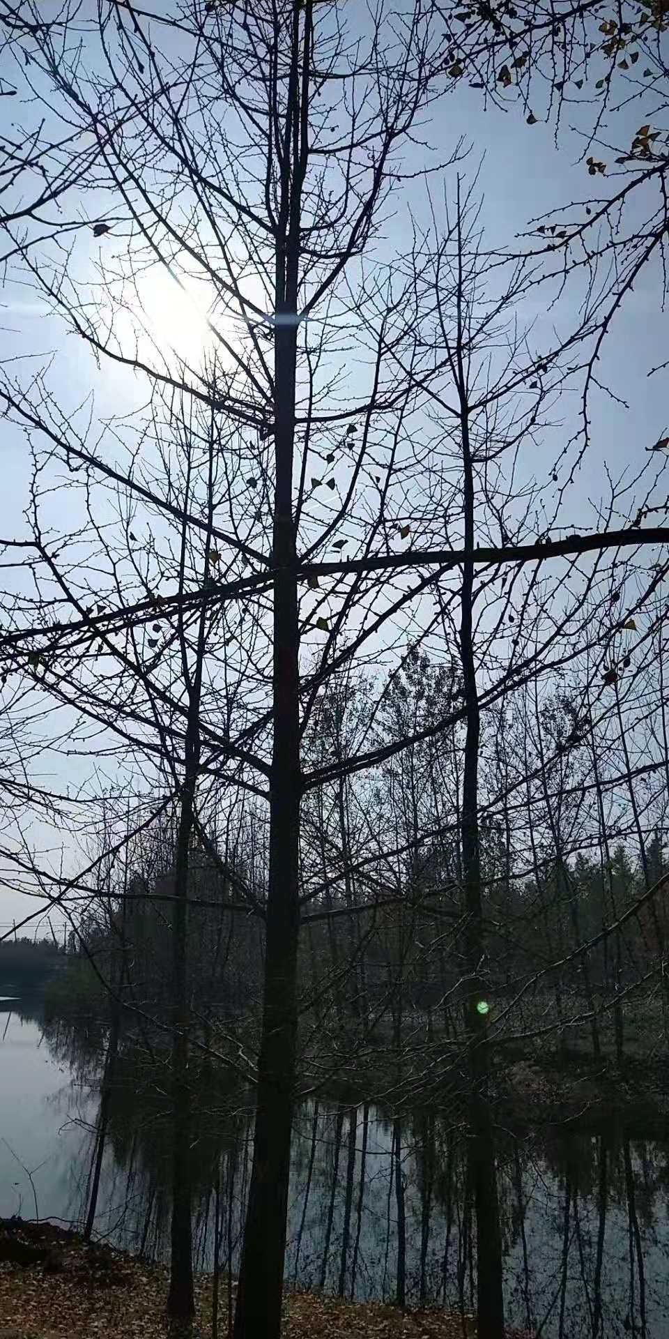 银杏图片