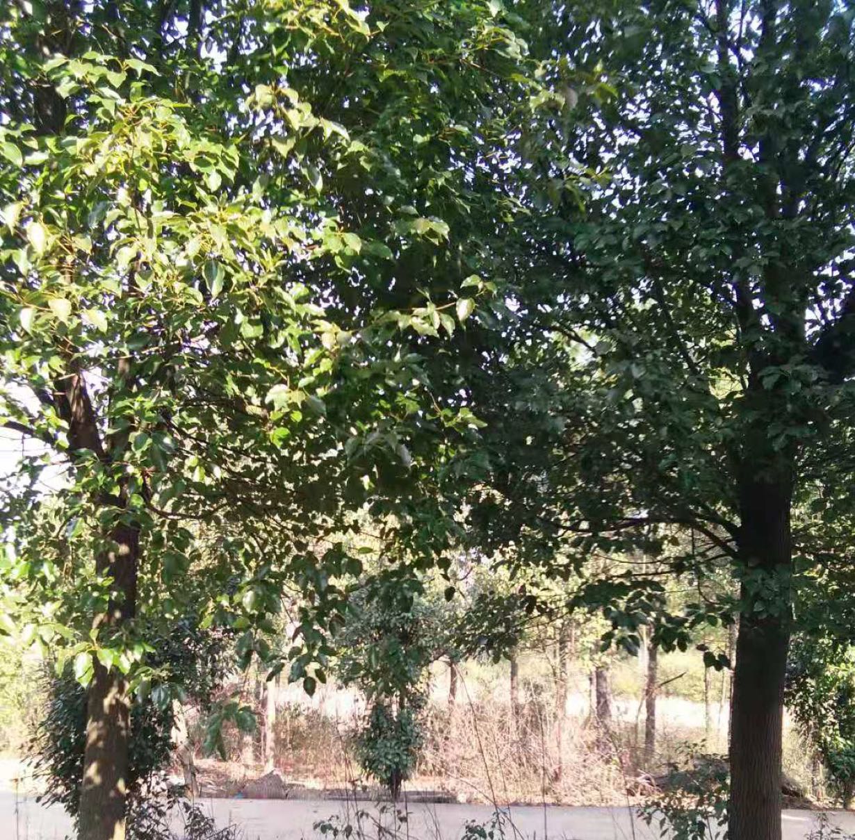 望江团山香樟树