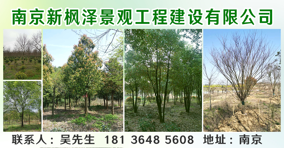 南京新枫泽景观工程建设有限公司