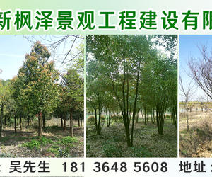 南京新楓澤景觀工程建設有限公司