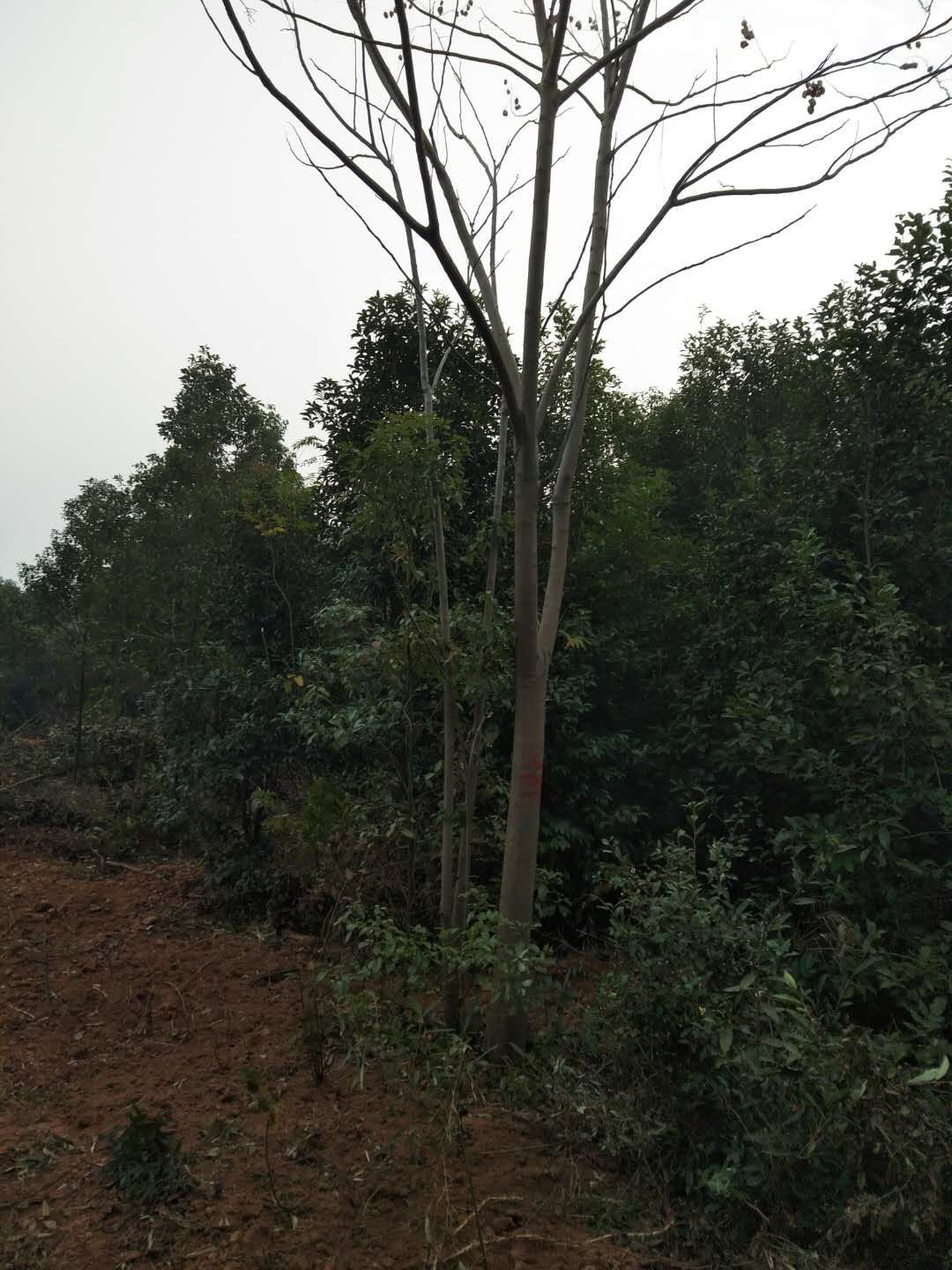 黄山栾树图片