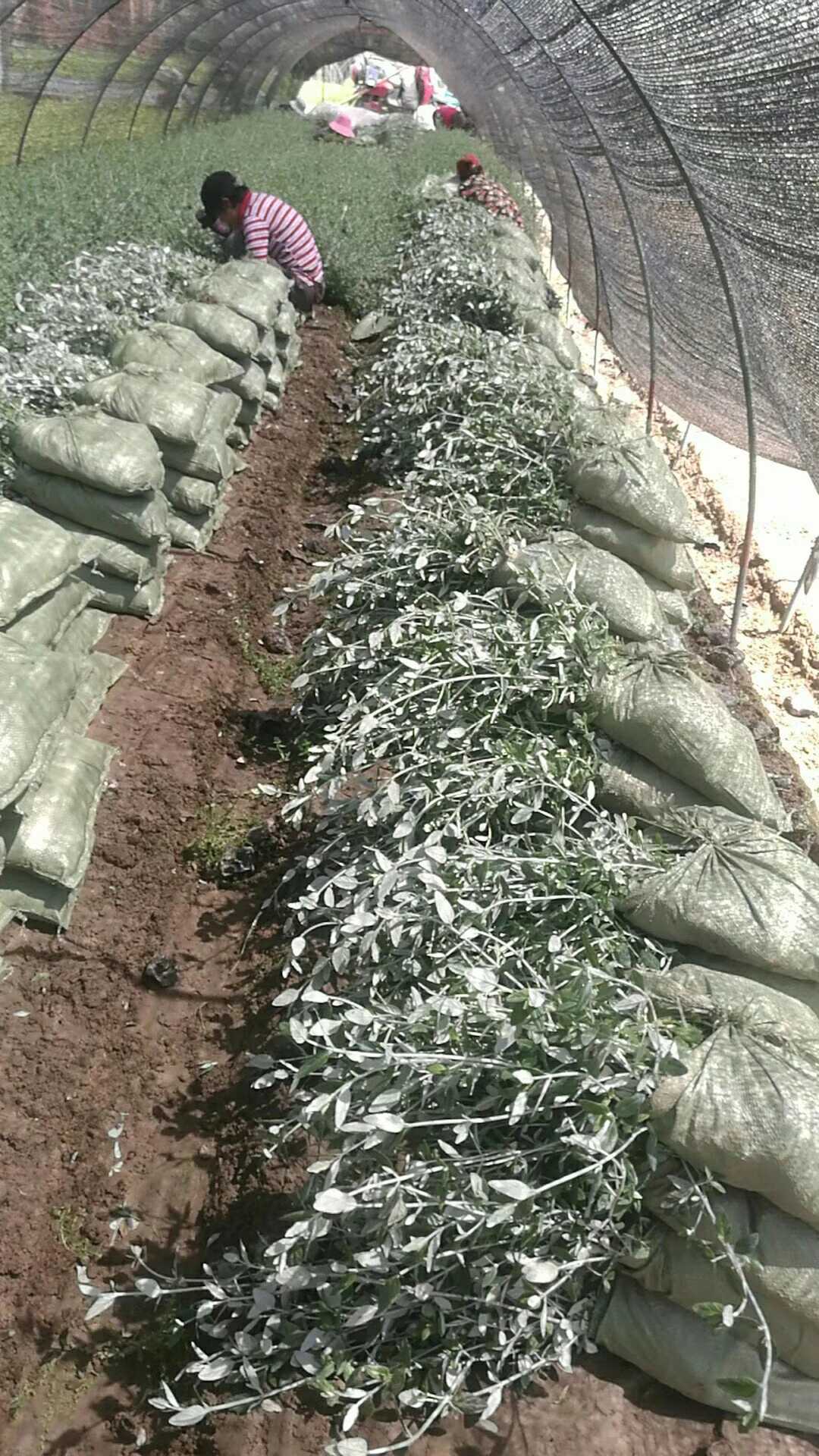金边黄杨图片