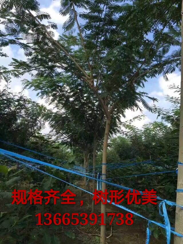 合欢图片