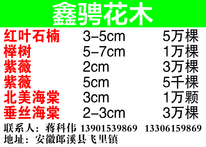 鑫骋花木图片