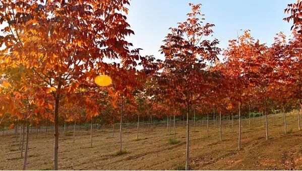 彩色苗木新品种的大量应用，争议也不断增多，如何正确引进彩叶树种