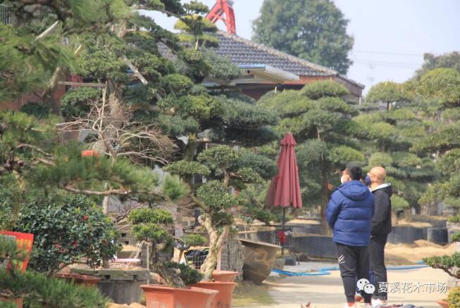 苗木栽植旺季，检查下您的栽植方法是否正确？
