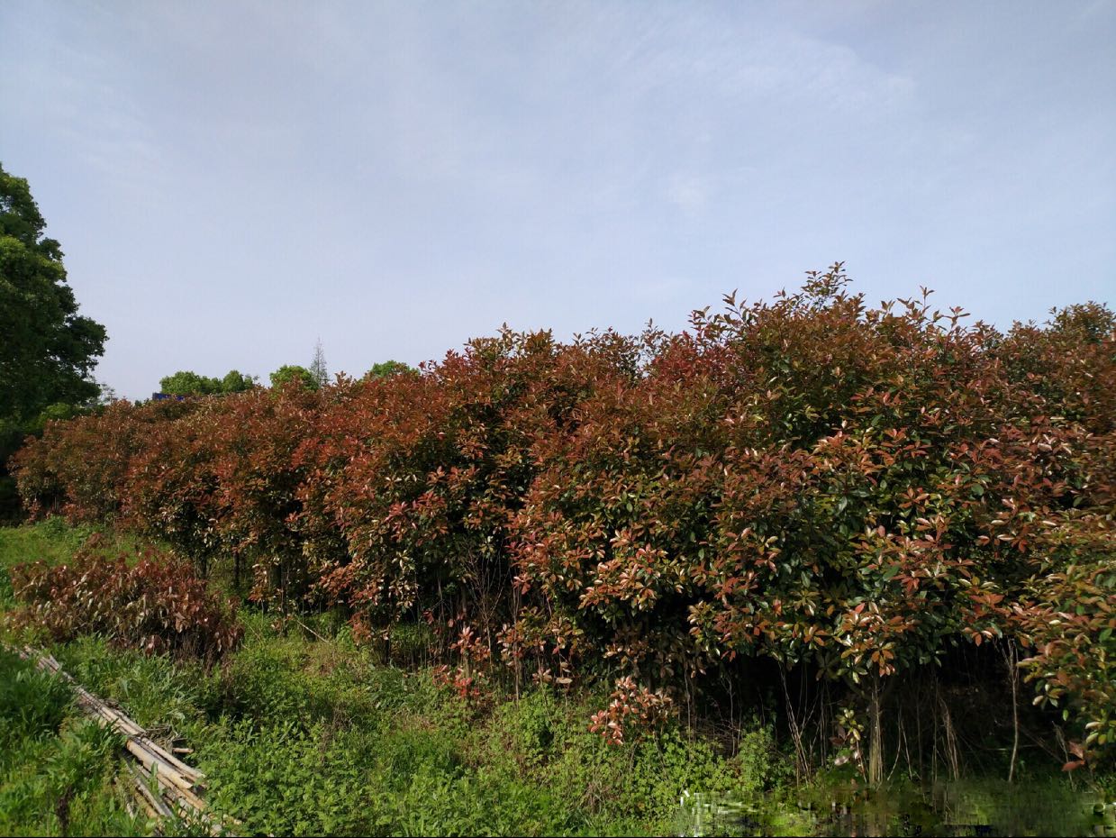 石楠苗圃图片