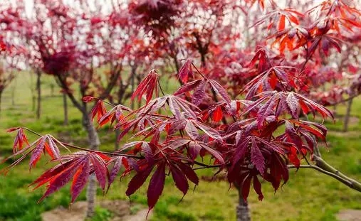 红枫、鸡爪槭的行情走势