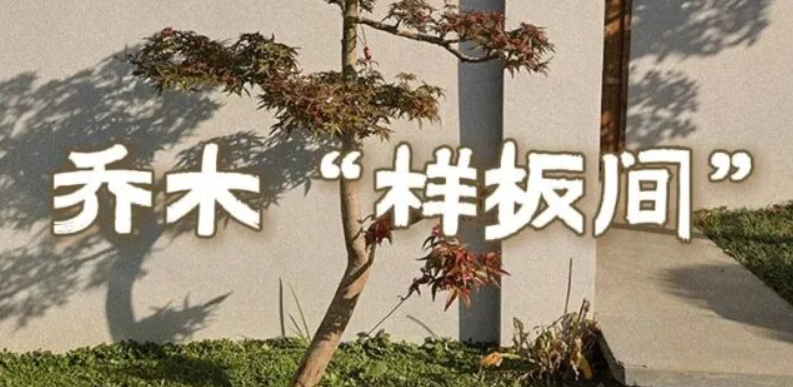 夏溪花木市场乔木“样板间”，沉浸式花园让树会“说话”