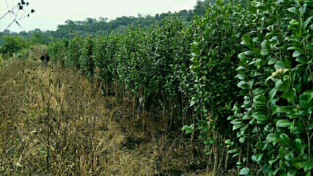 红露珍茶花图片