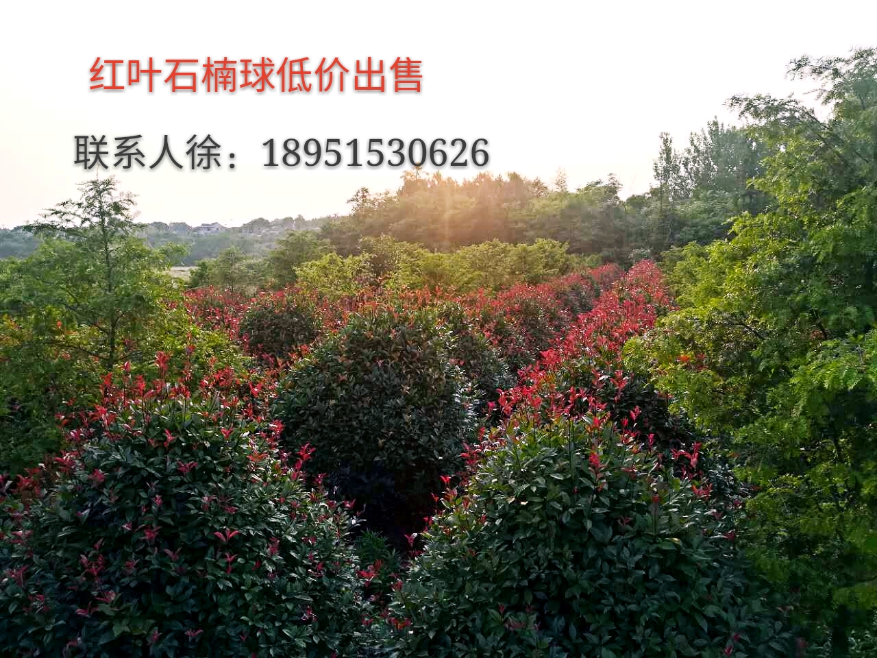 红叶石楠图片
