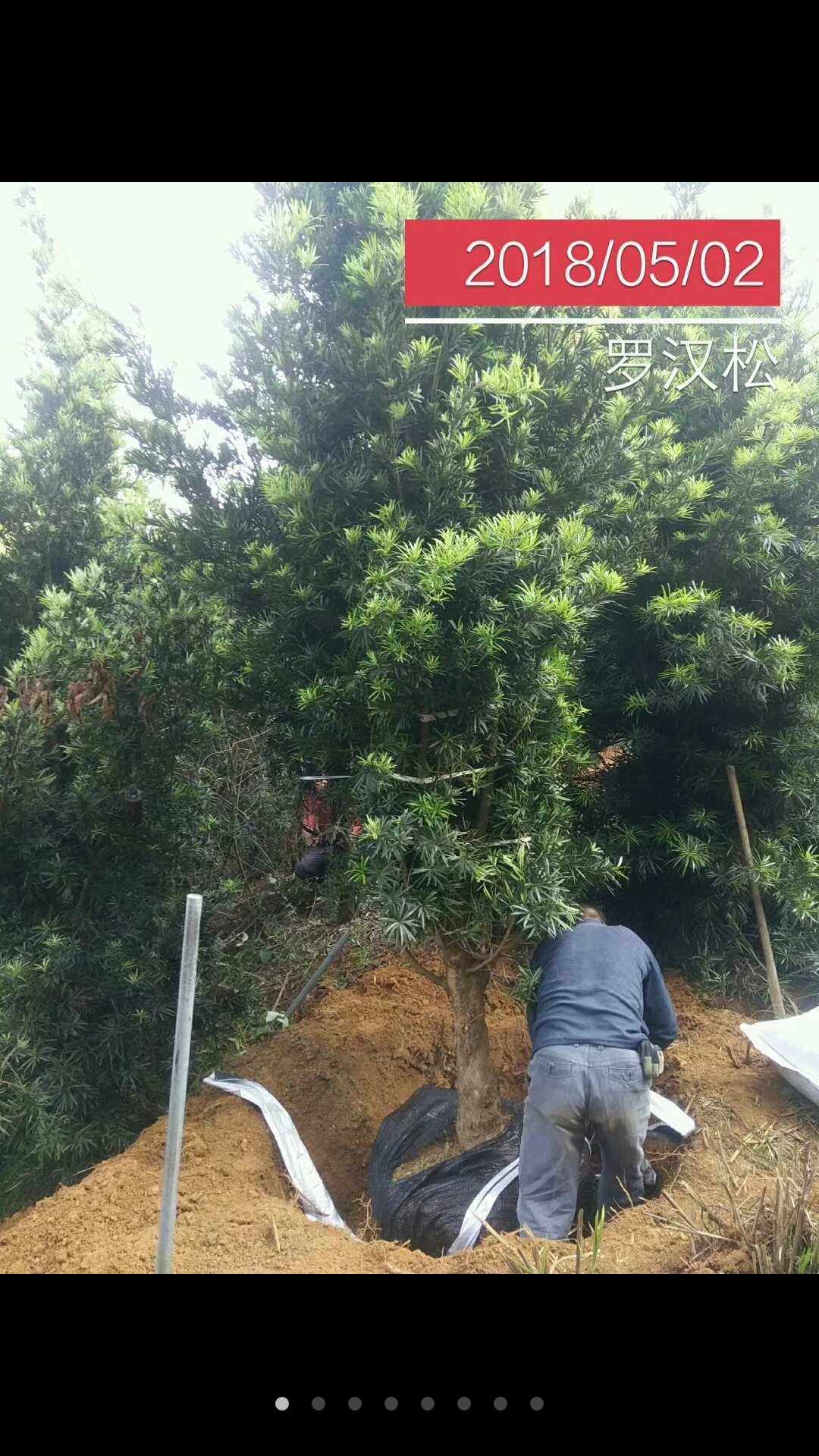 罗汉松图片
