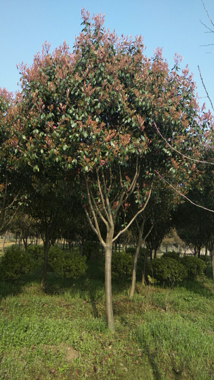 红叶石楠图片
