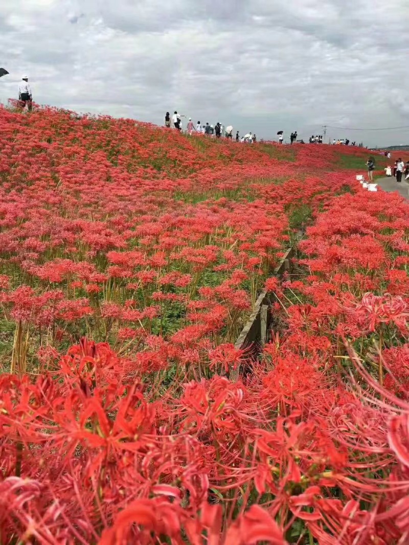 石蒜图片