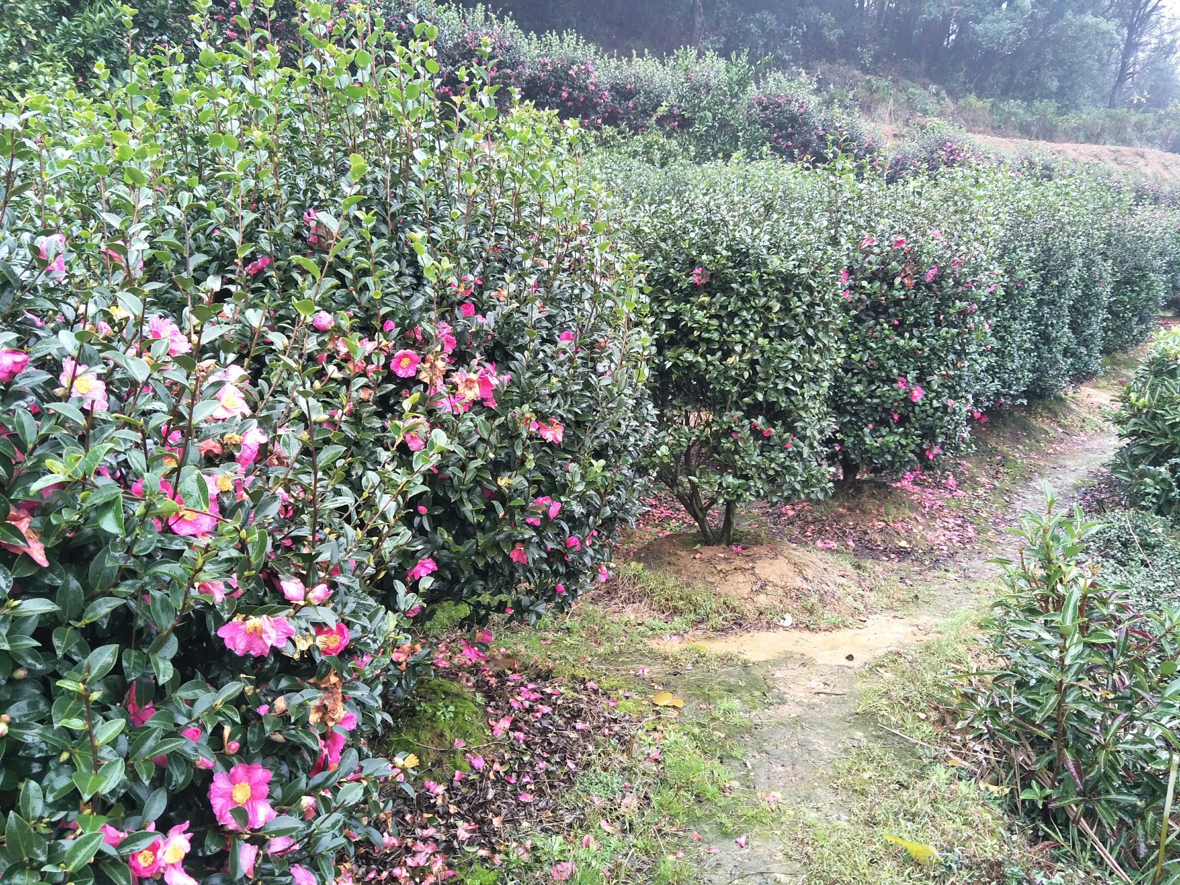 高茶梅图片