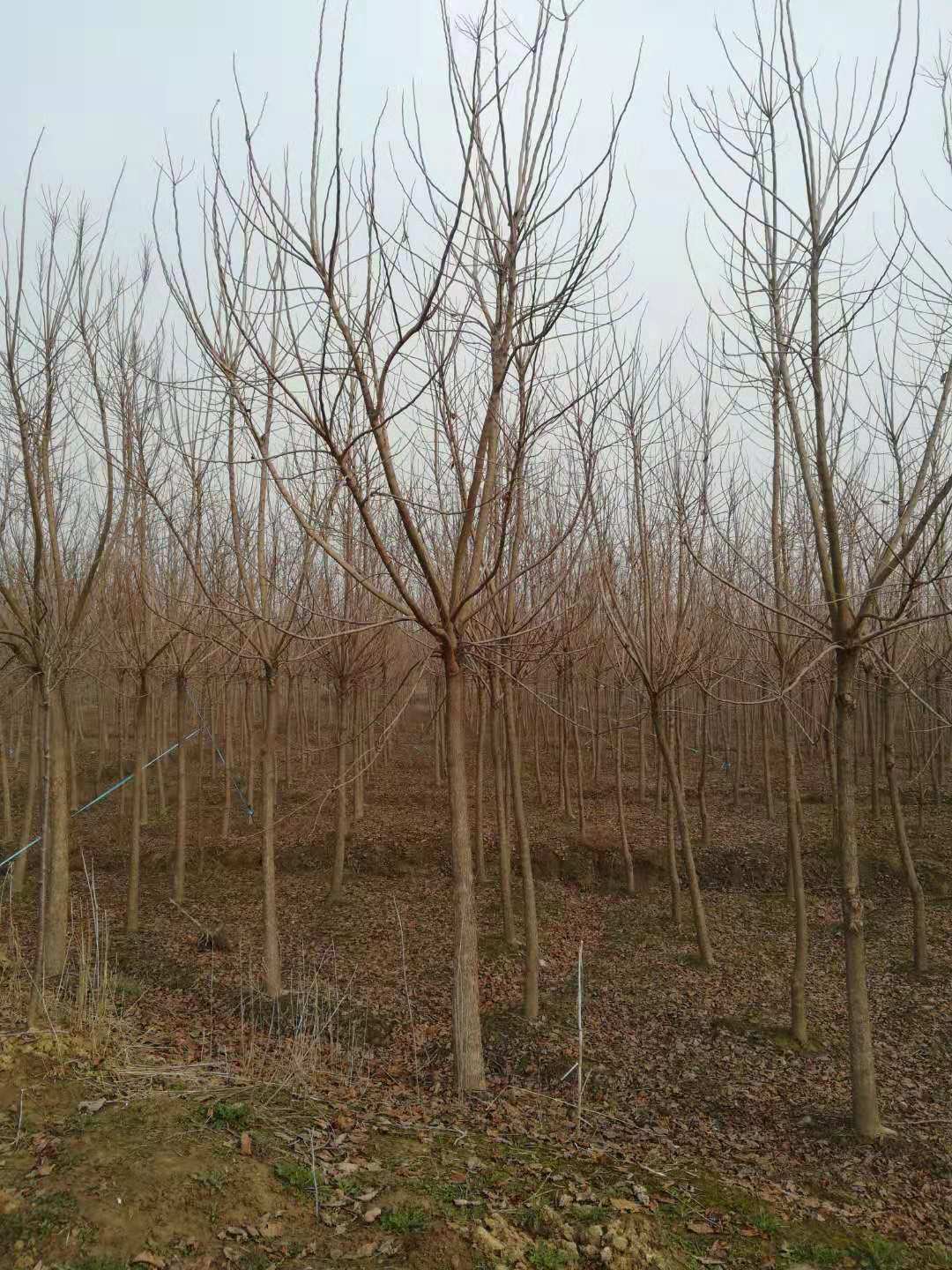 重阳木图片