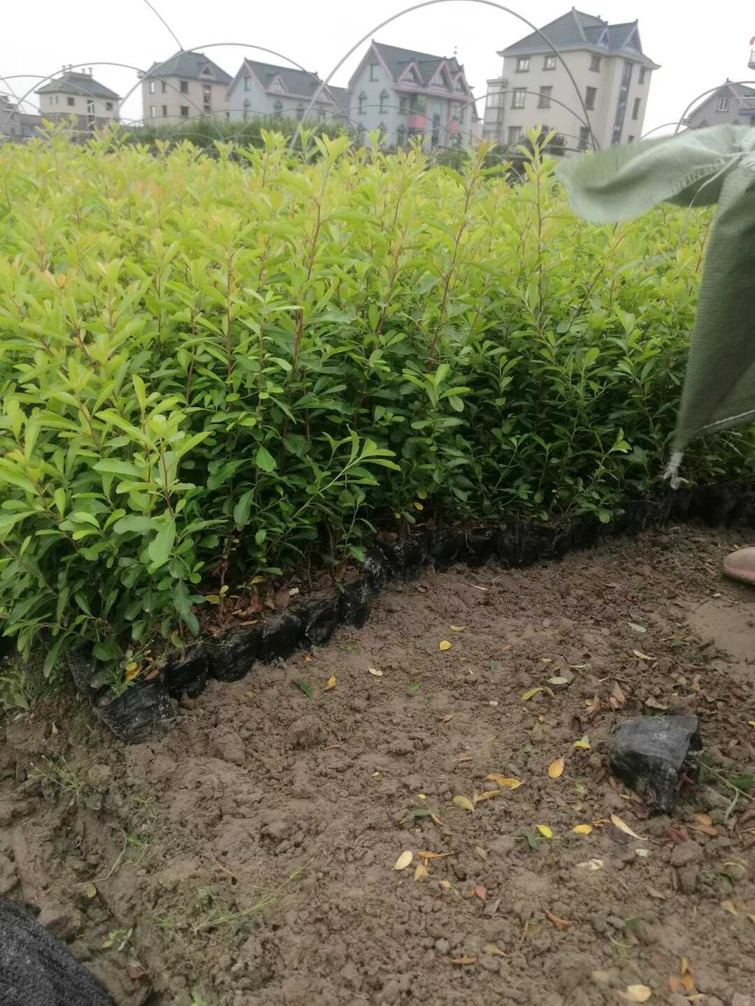 银姬小蜡图片