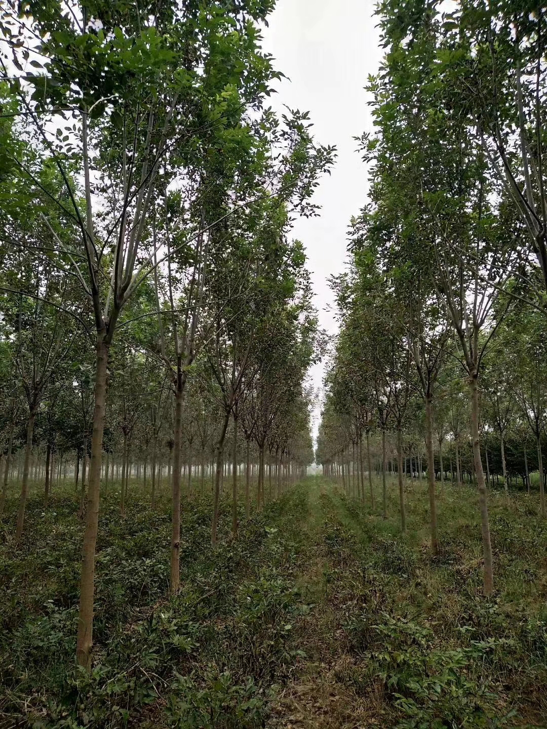 白蜡图片